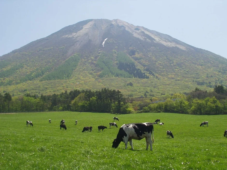 牧草地と牛