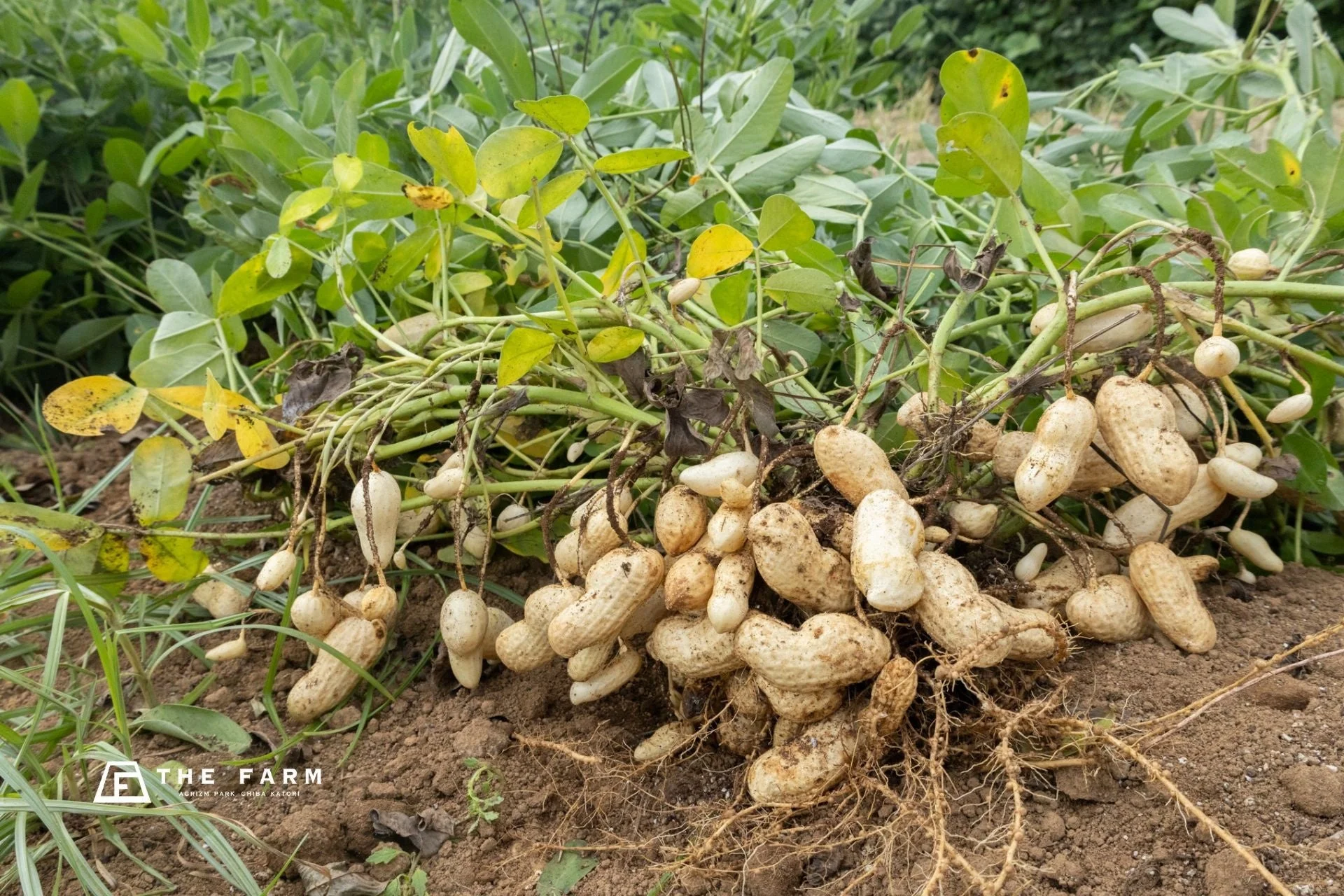 畑から掘り起こされたばかりの新鮮な落花生