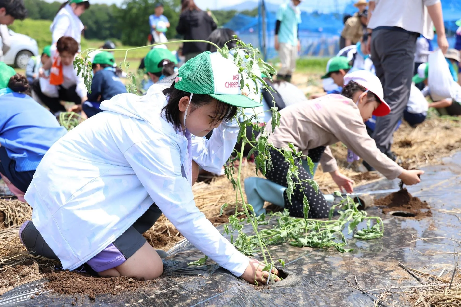 子供たちが畑で植え付けをしている様子