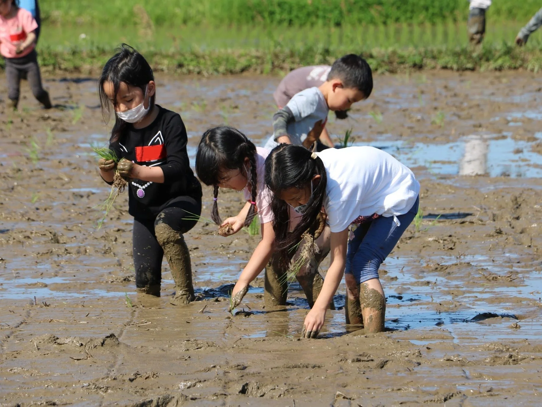 子どもたちが泥だらけになりながら楽しむ田植え体験