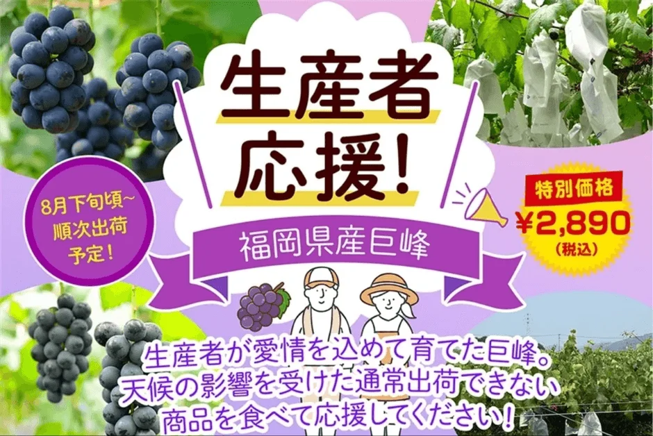 福岡県産巨峰の特別販売