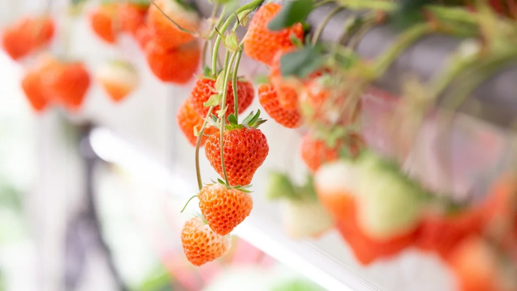Oishii Farm、日本でいちごの生産販売を開始!植物工場が切り拓く、通年供給と安定品質の未来