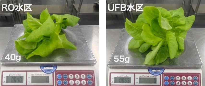 レタスの重量比較