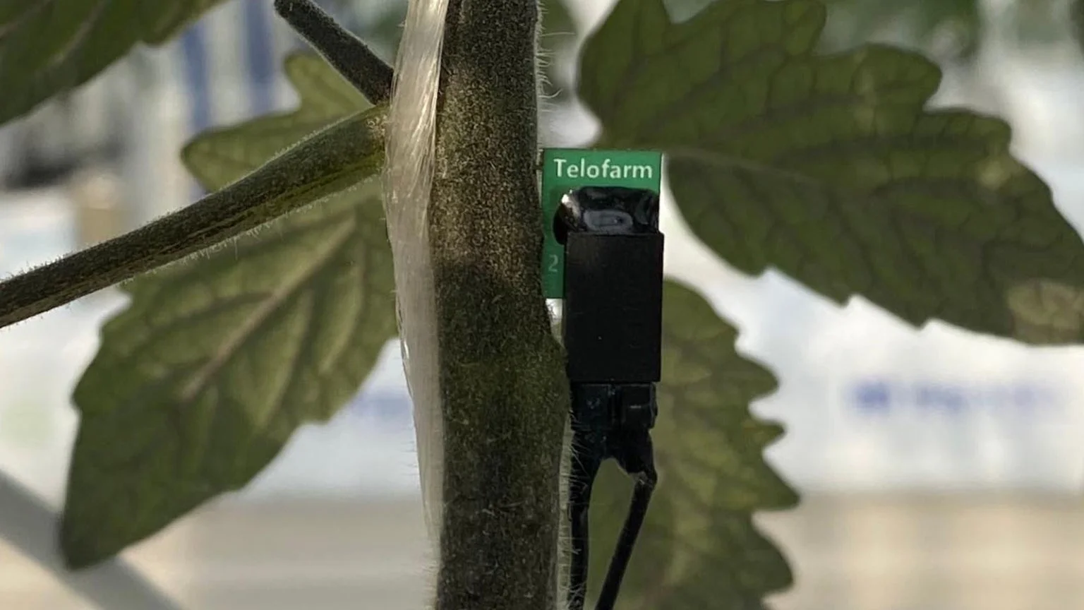 植物の茎に「Telofarm」と書かれた緑色のラベルと黒いセンサーが取り付けられている接写画像です。