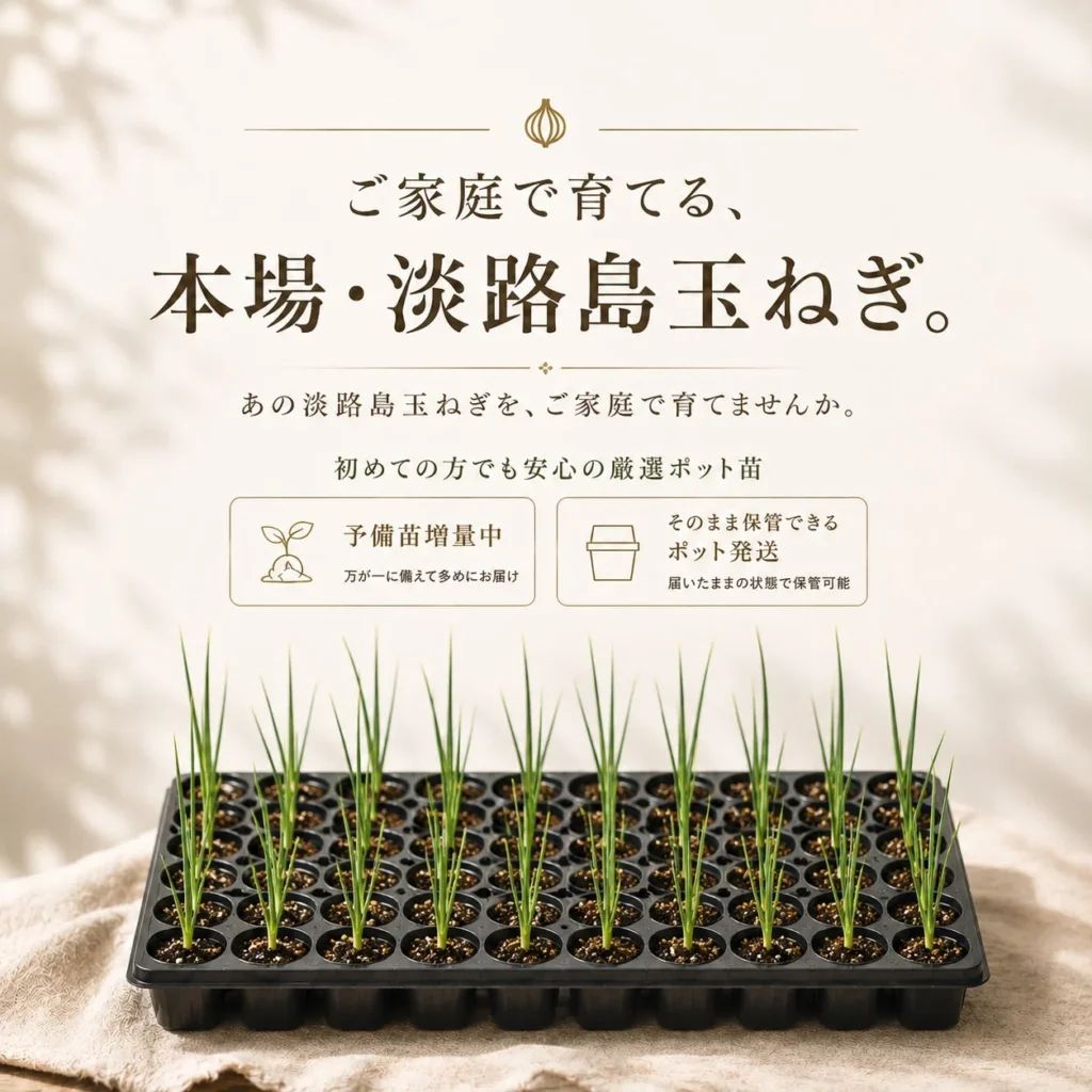 淡路島玉ねぎの「匠の苗」に注目!高品質ポット苗が拓く新たな栽培の可能性