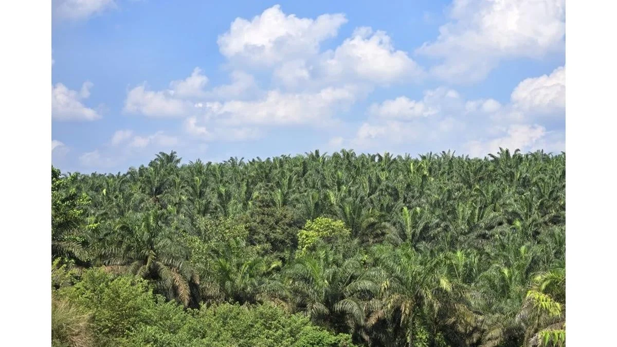 ヤシの木が広がるプランテーションの風景
