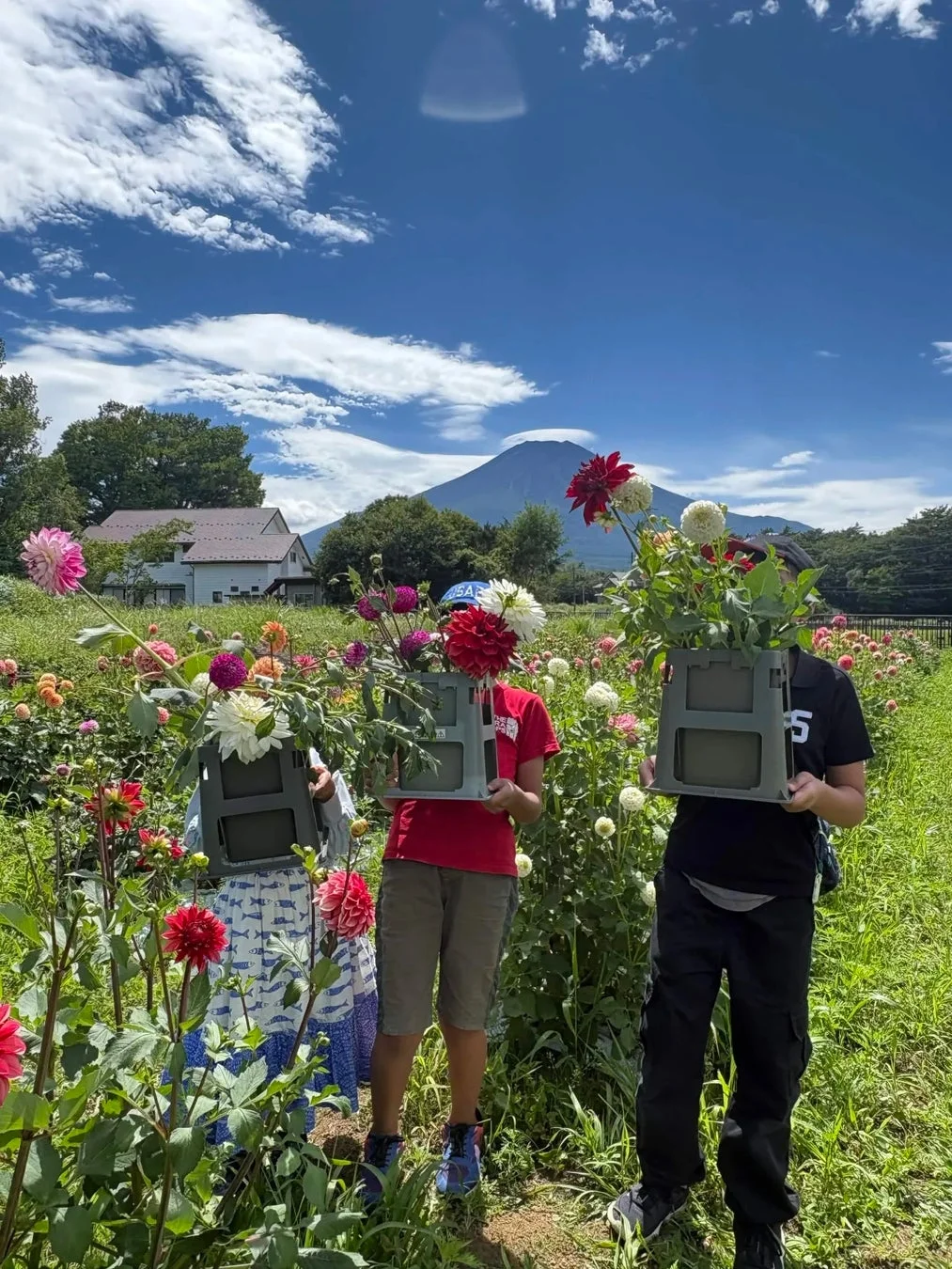 富士山とダリア畑