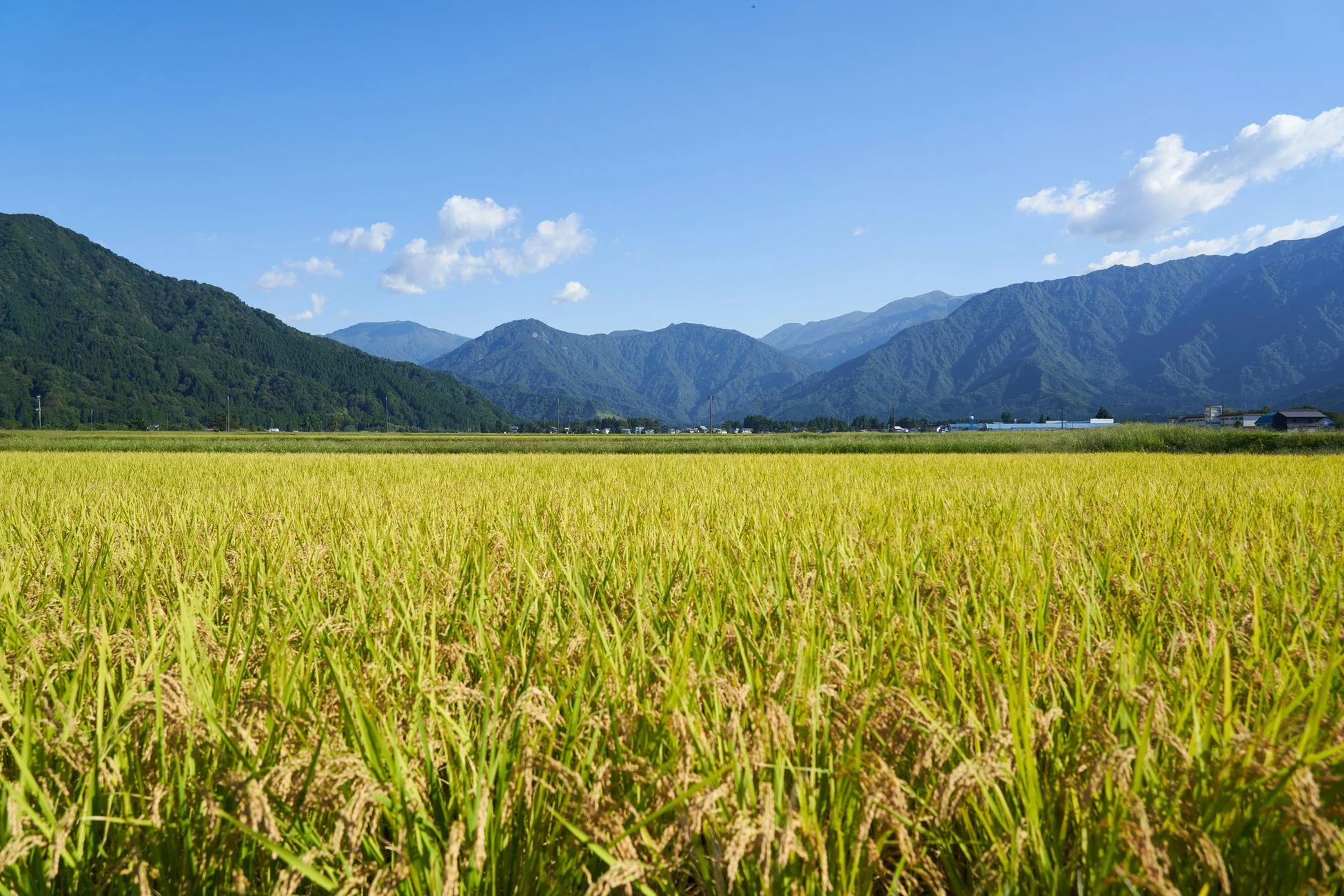 稲穂が実る田んぼ