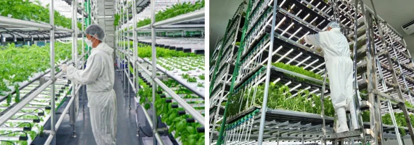 植物工場の作業風景