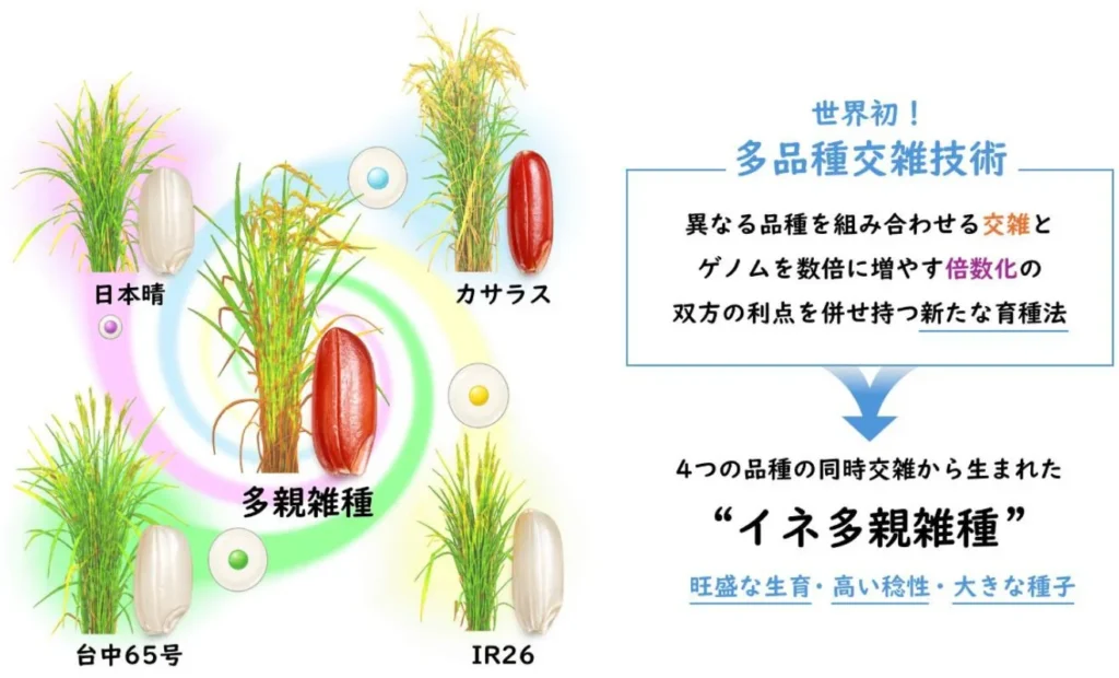 イネの常識が変わる! 4品種を掛け合わせる「多品種交雑技術」で高収量・低環境負荷な未来の稲作を実現