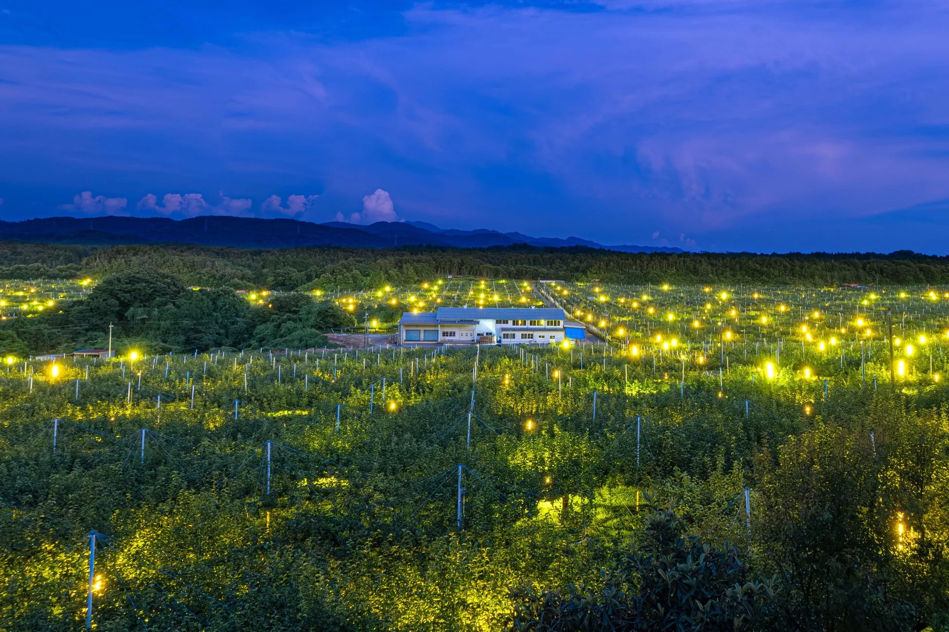 果樹園の夜景、ライトアップ