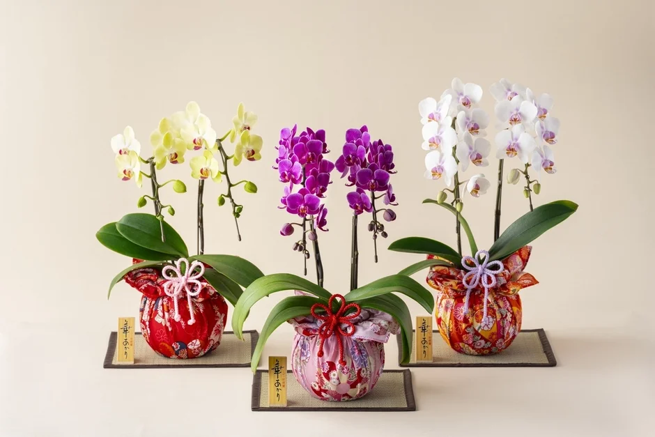 胡蝶蘭の鉢植え