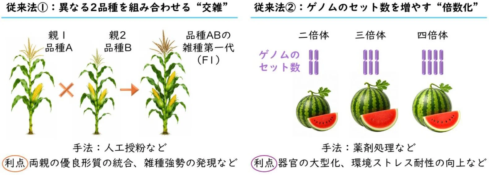 従来の育種法