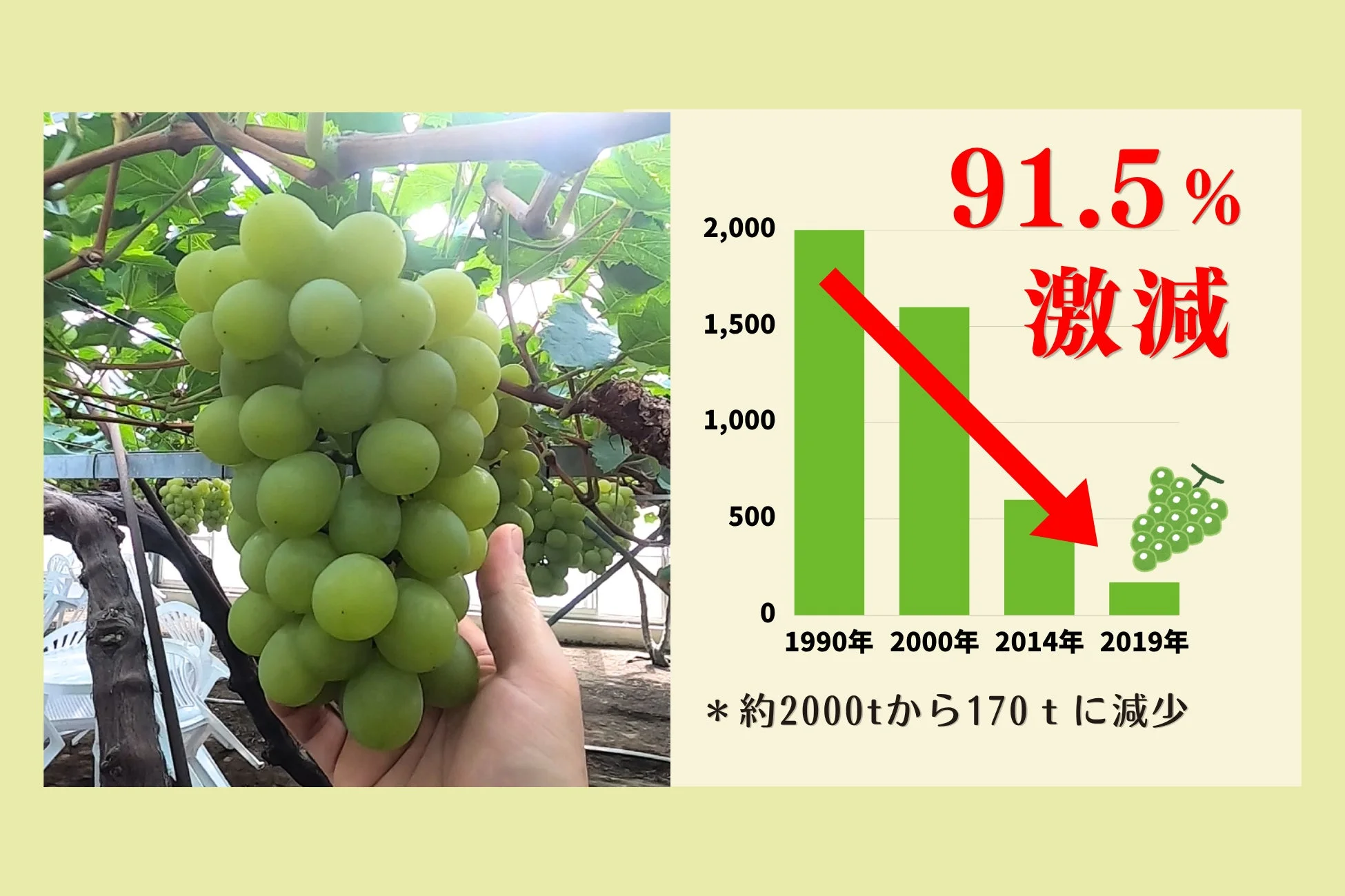 マスカットオブアレキサンドリアの生産量減少を示すグラフ