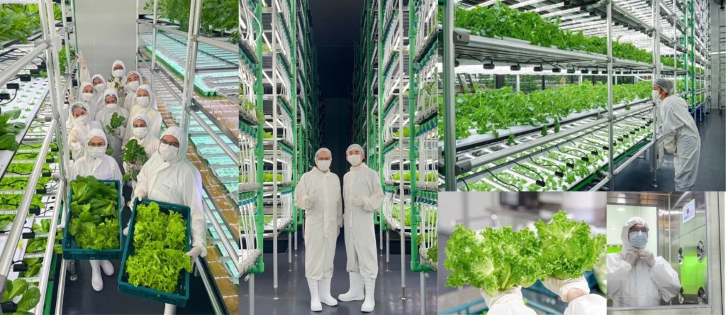 “見えない泡”が農業を変える!UFB技術が植物工場の収量と経営課題を解決する可能性