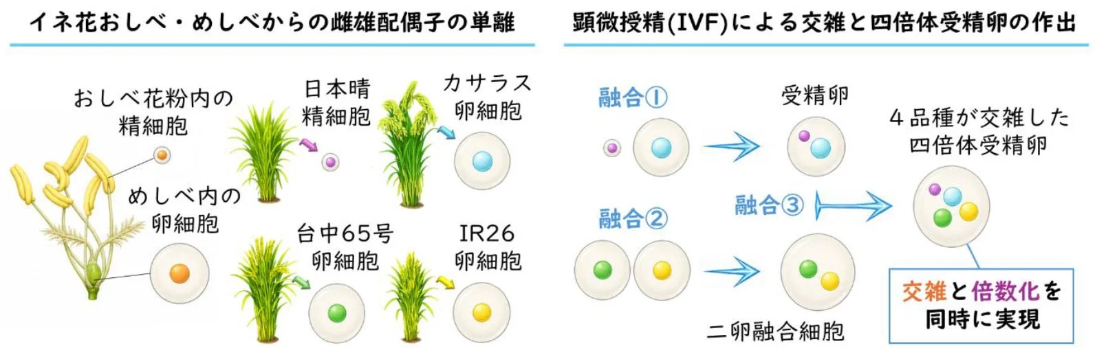 IVF法の適用