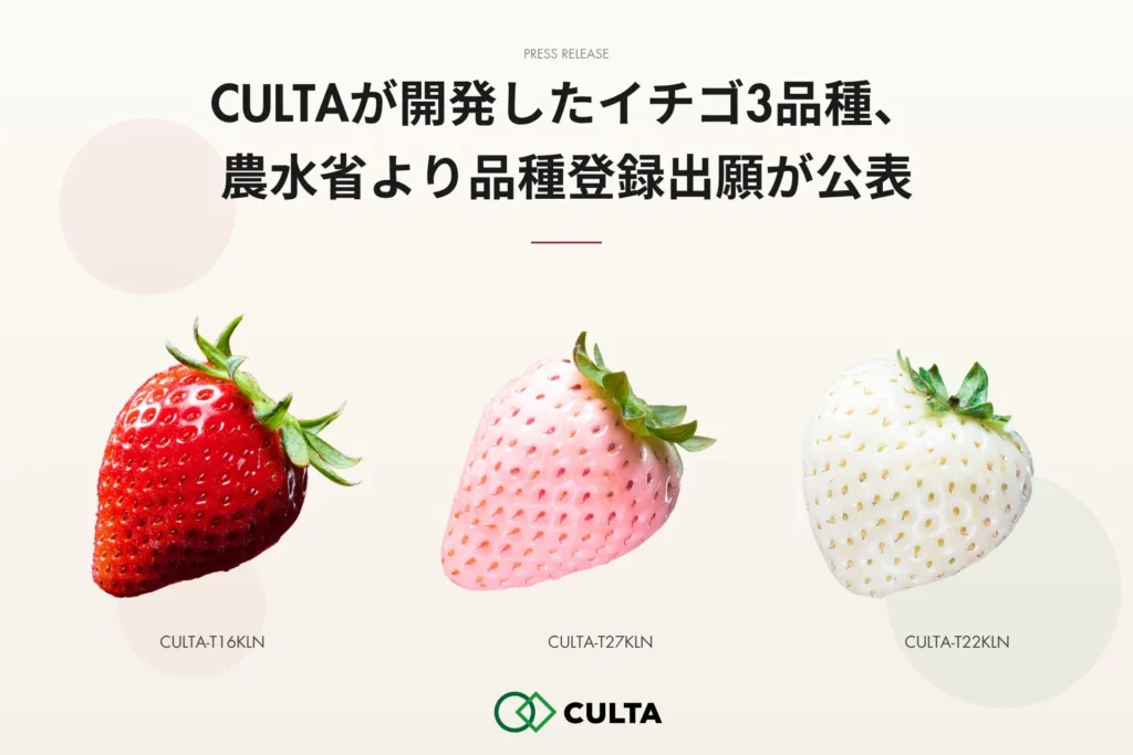 気候変動に強い!CULTAが開発したイチゴ3新品種が農水省に品種登録出願公表