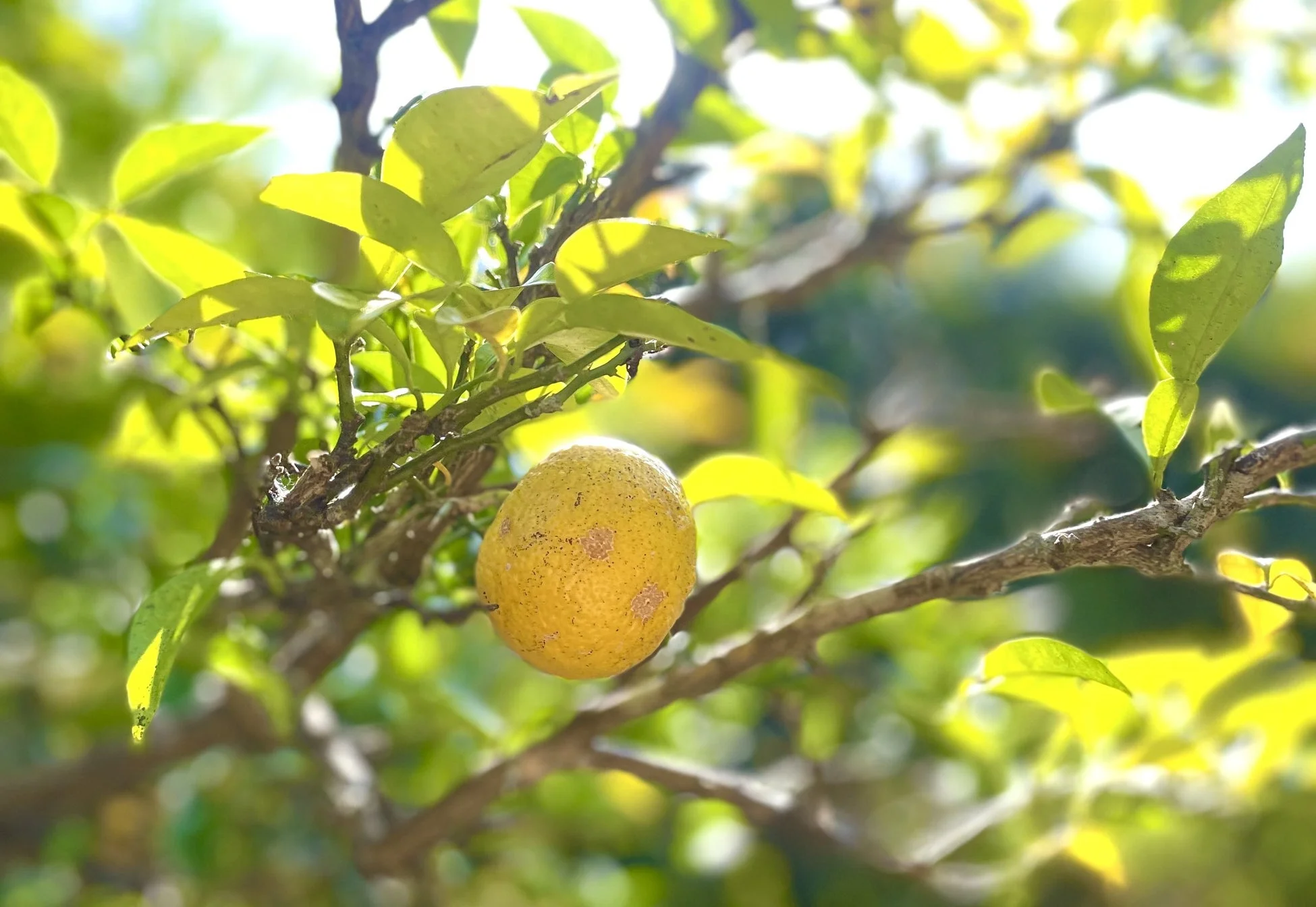 Yuzu fruit on tree