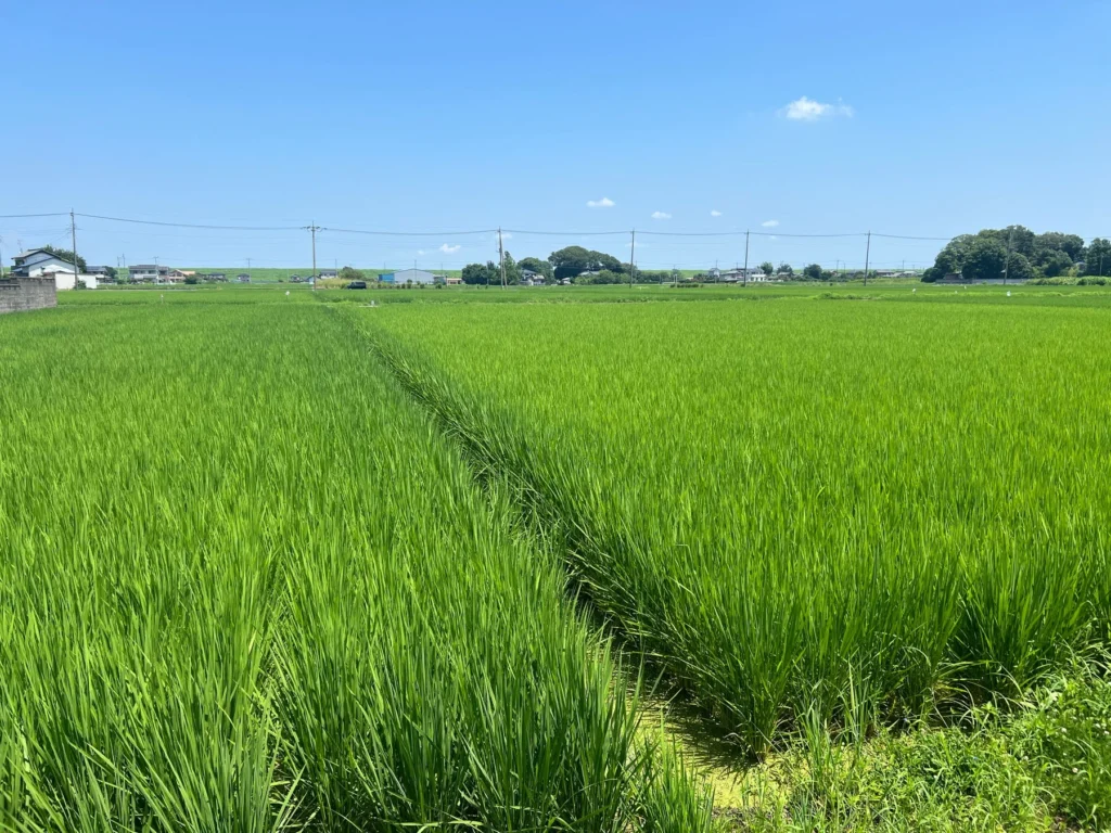 埼玉県産米の新たな価値創造へ!「彩SAKE 田んぼサミット2026」で認証制度が始動