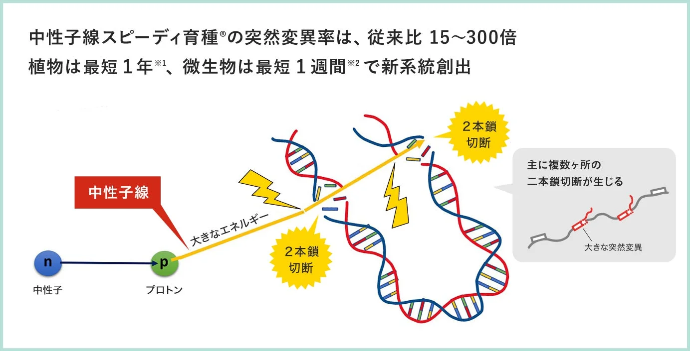 中性子線スピーディ育種®の突然変異率は、従来比 15~300倍 植物は最短 1年※1、微生物は最短 1週間※2で新系統創出 中性子線 中性子 プロトン 大きなエネルギー 2本鎖切断 主に複数ヶ所の二本鎖切断が生じる 大きな突然変異