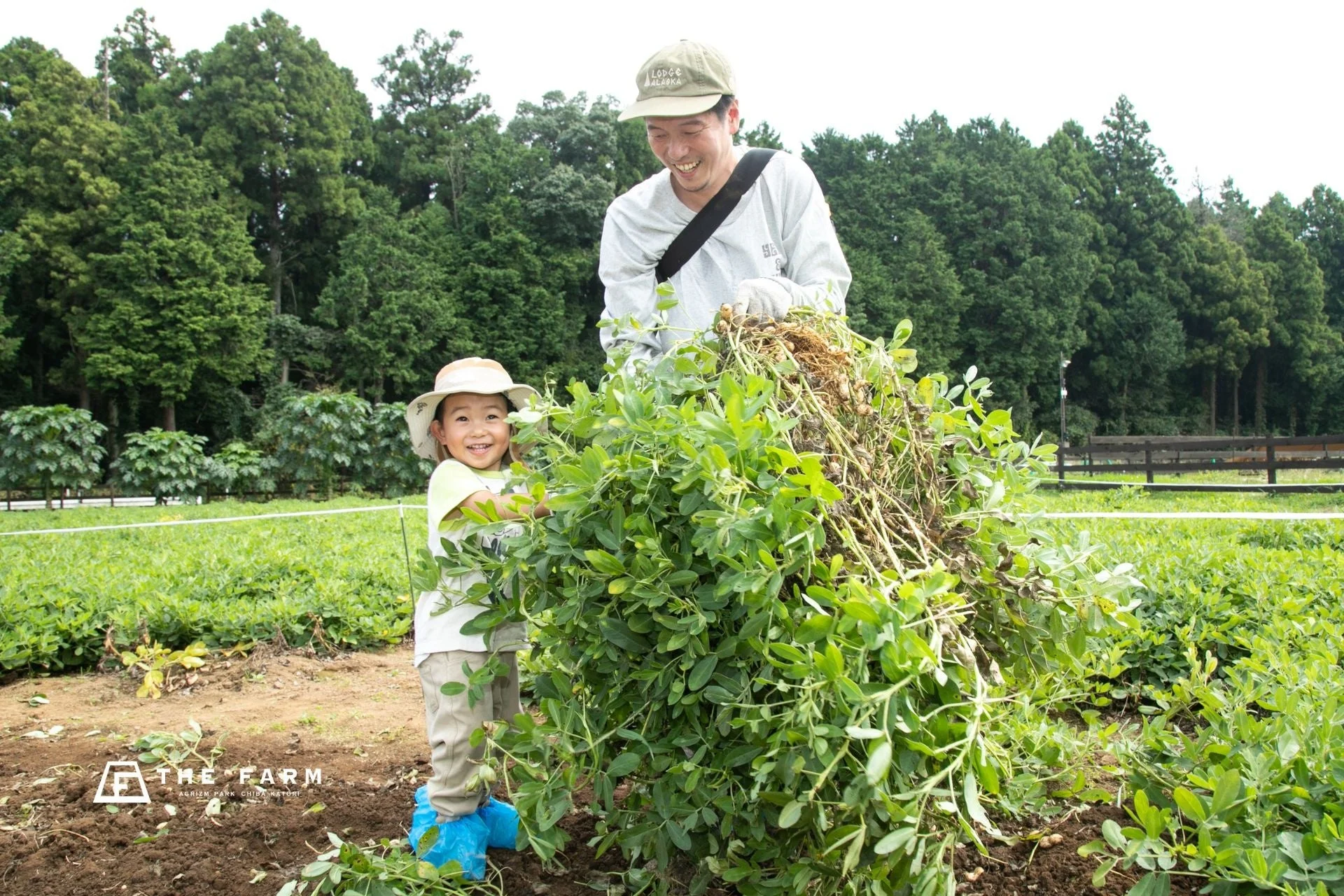 農園で男性と子供が笑顔で落花生を収穫している様子