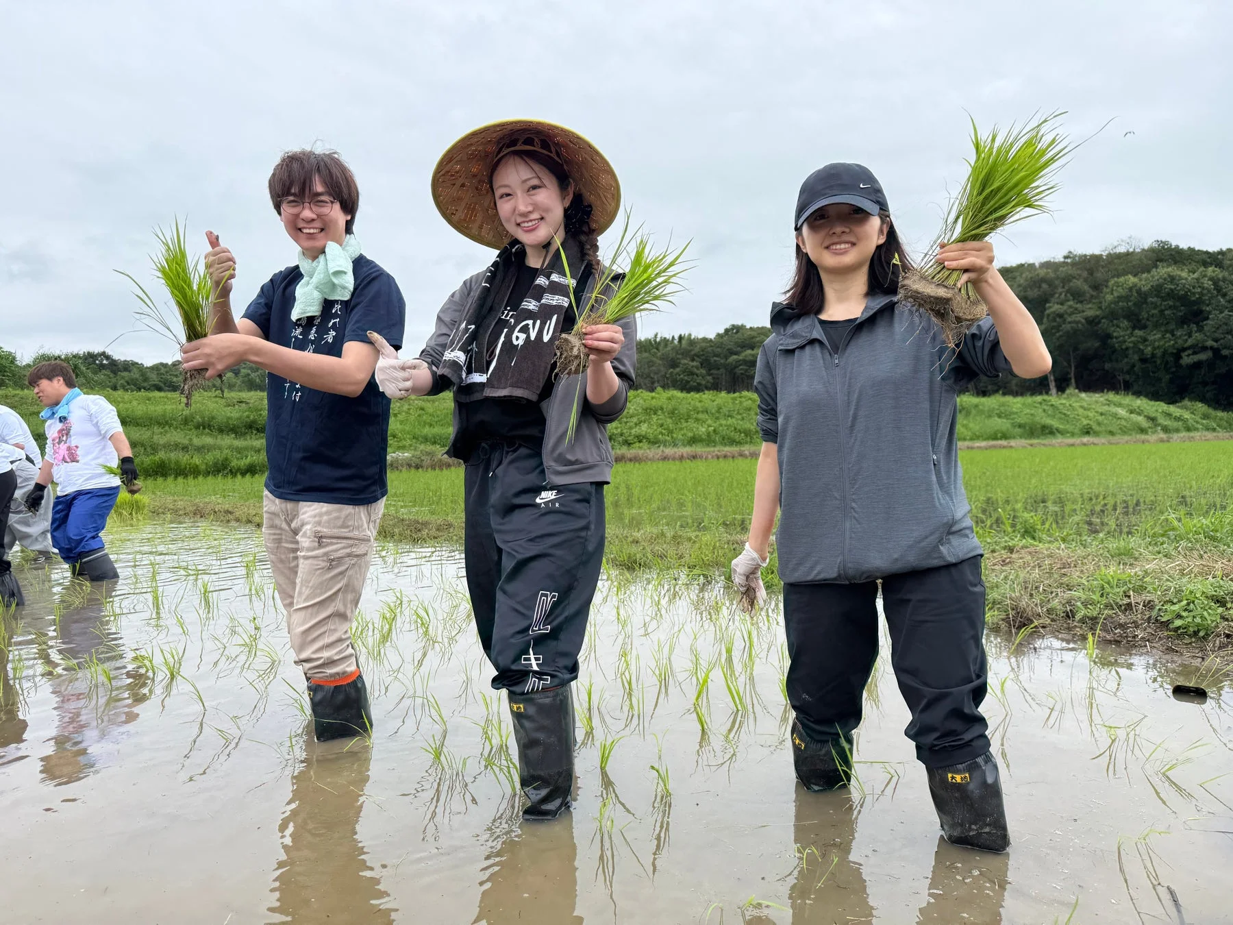 田植えの様子