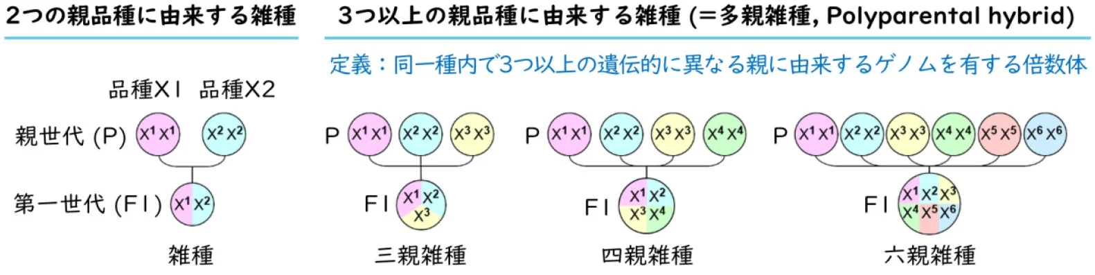 多親雑種の概念定義