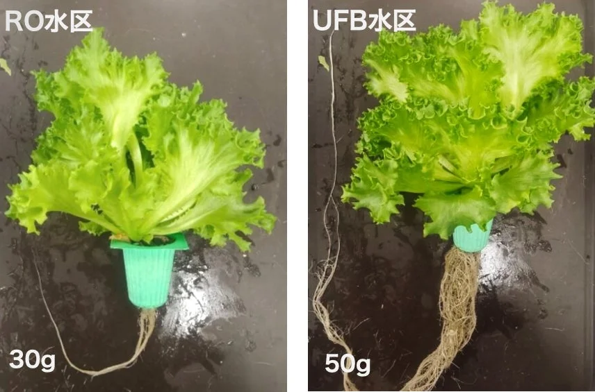 RO水とUFB水で育てられたレタスの比較