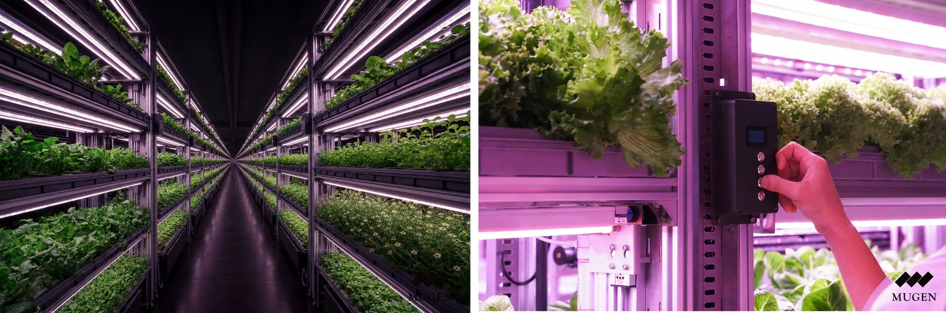 MUGEN FARMの植物工場と作業員