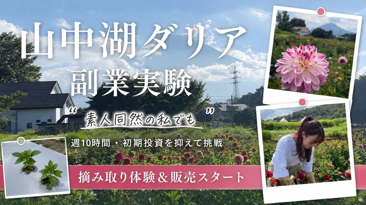 山中湖ダリア 副業実験