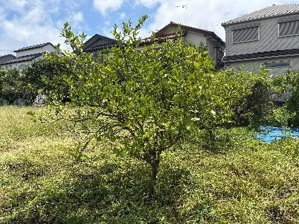 柑橘の木が残る農園