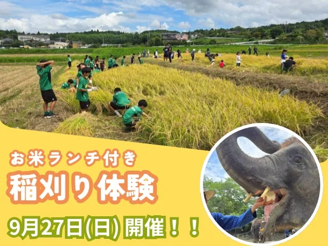 ぞうのうんち堆肥で育った米を収穫!地域連携で進める循環型農業イベントが千葉県市原市で開催