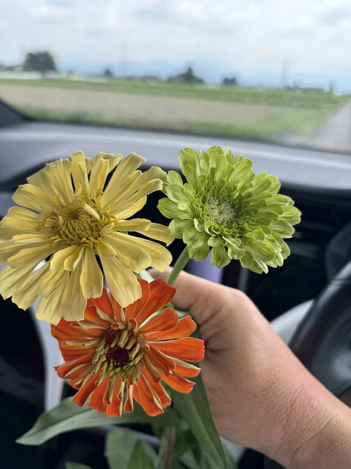 車内のジニアの花束