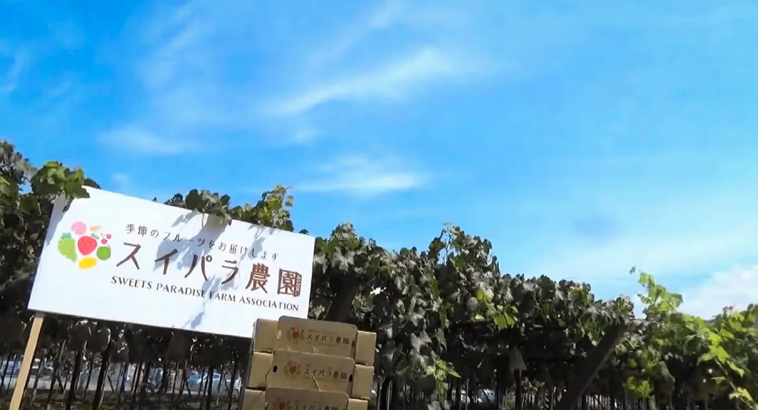 季節のフルーツをお届けするスイパラ農園の看板