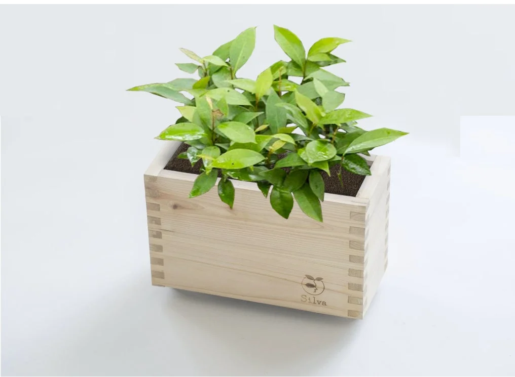 木製のプランターに入った緑の植物