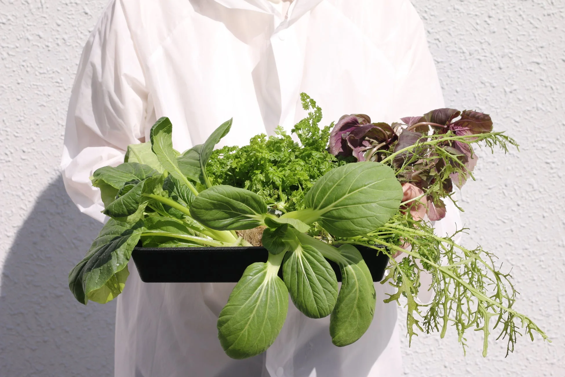 収穫された葉物野菜を持つ人物