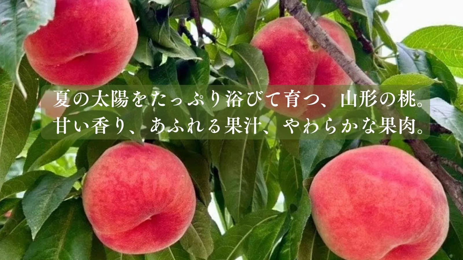 夏の太陽を浴びて育つ山形の桃
