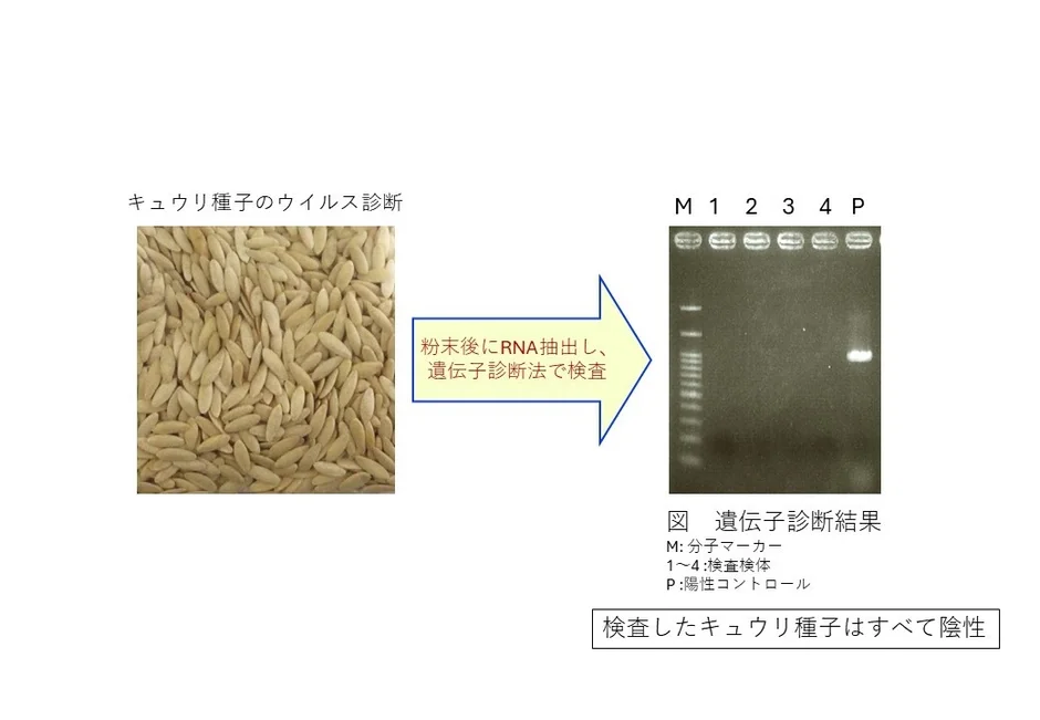 キュウリ種子のウイルス診断結果を示す図