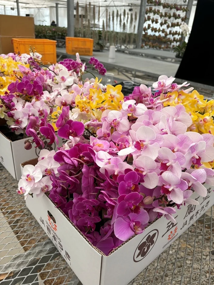 出荷準備の胡蝶蘭