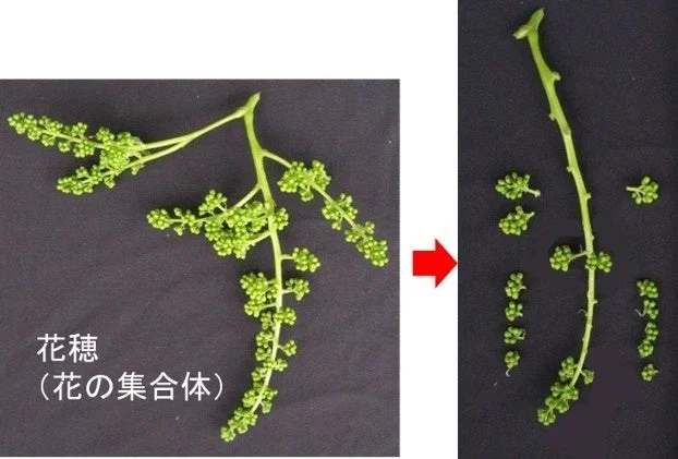 花穂