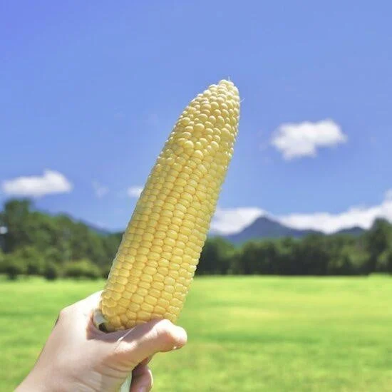 とうもろこし