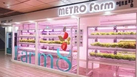 ピンク色のLED照明に照らされた植物が栽培されている「METRO Farm」という名の屋内垂直農場。