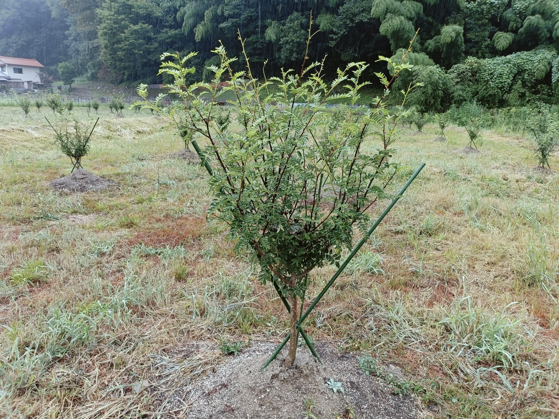 雨の日の苗木