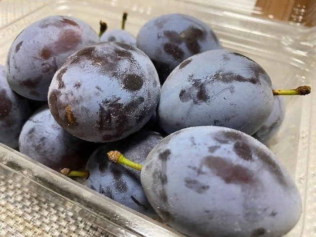 新鮮な佐久のプルーン