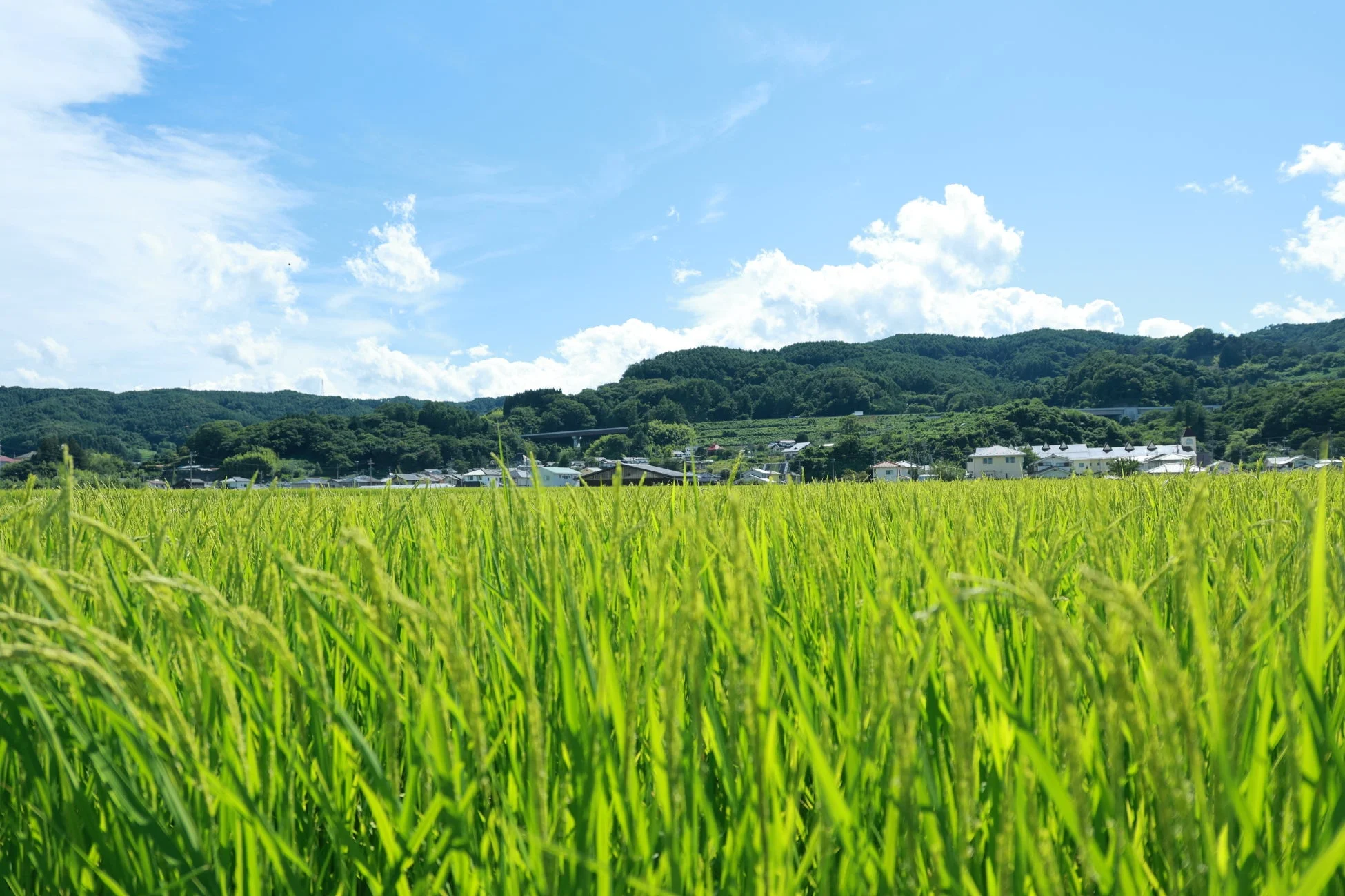 豊かな緑の田んぼが広がり、遠景には山々と集落が見える夏の田園風景