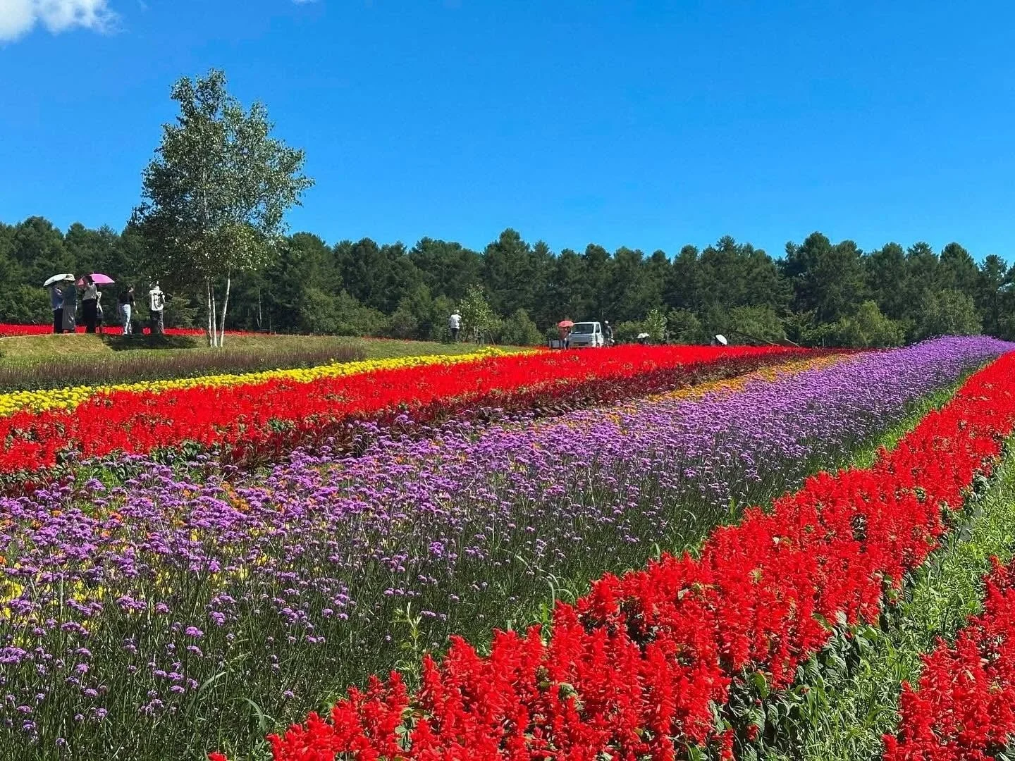 ストライプの花畑