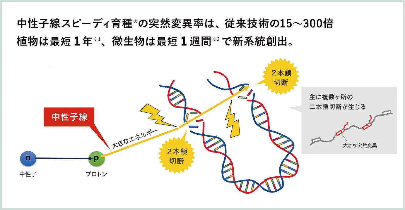 中性子線スピーディ育種®の突然変異率は、従来技術の15~300倍 植物は最短1年※1、微生物は最短1週間※2で新系統創出。中性子線 n 中性子 p プロトン 大きなエネルギー 2本鎖切断 主に複数ヶ所の二本鎖切断が生じる 大きな突然変異