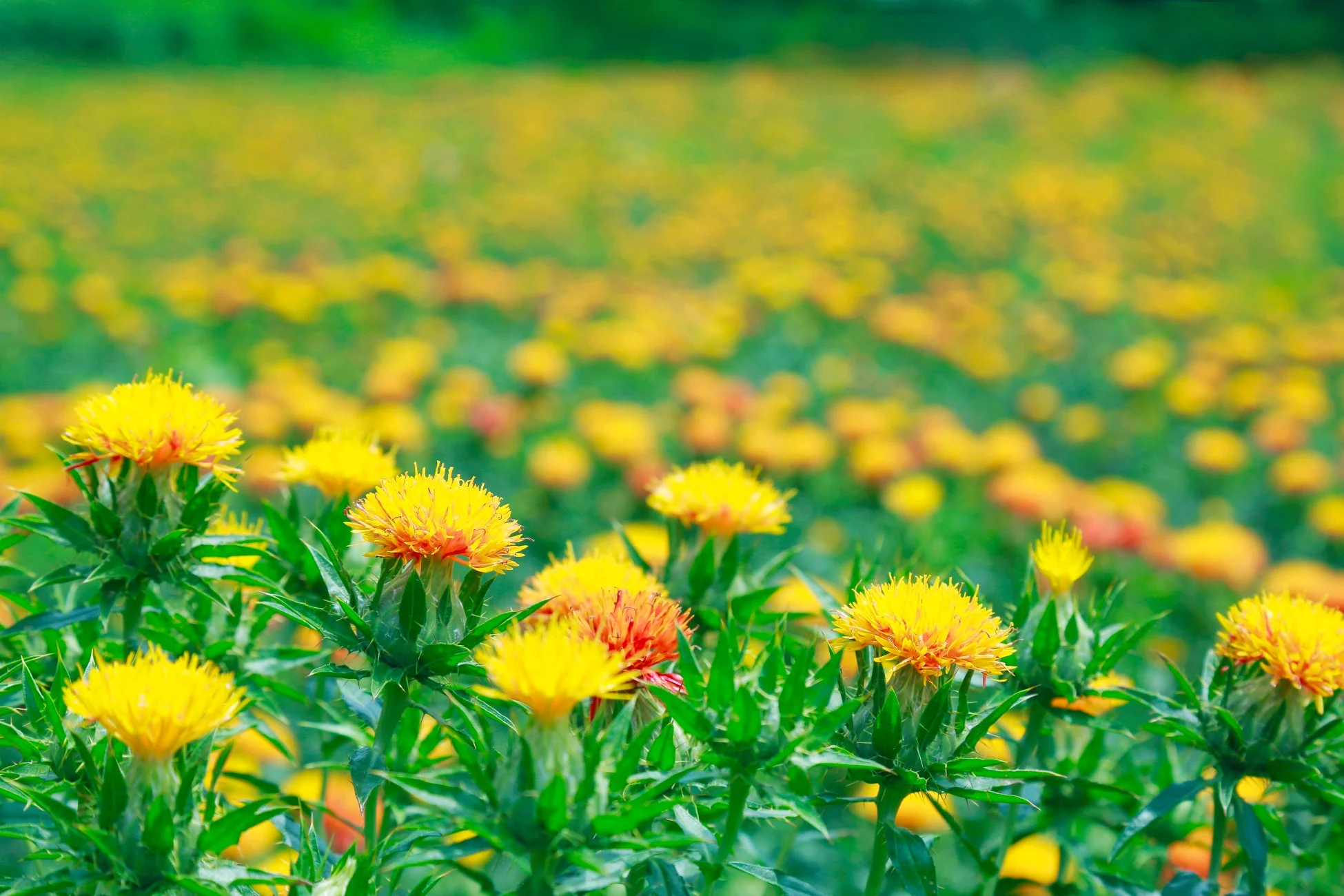 一面に広がる黄色とオレンジ色のベニバナの花畑