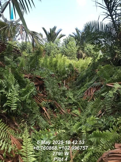 熱帯の植物が生い茂る泥炭地の様子