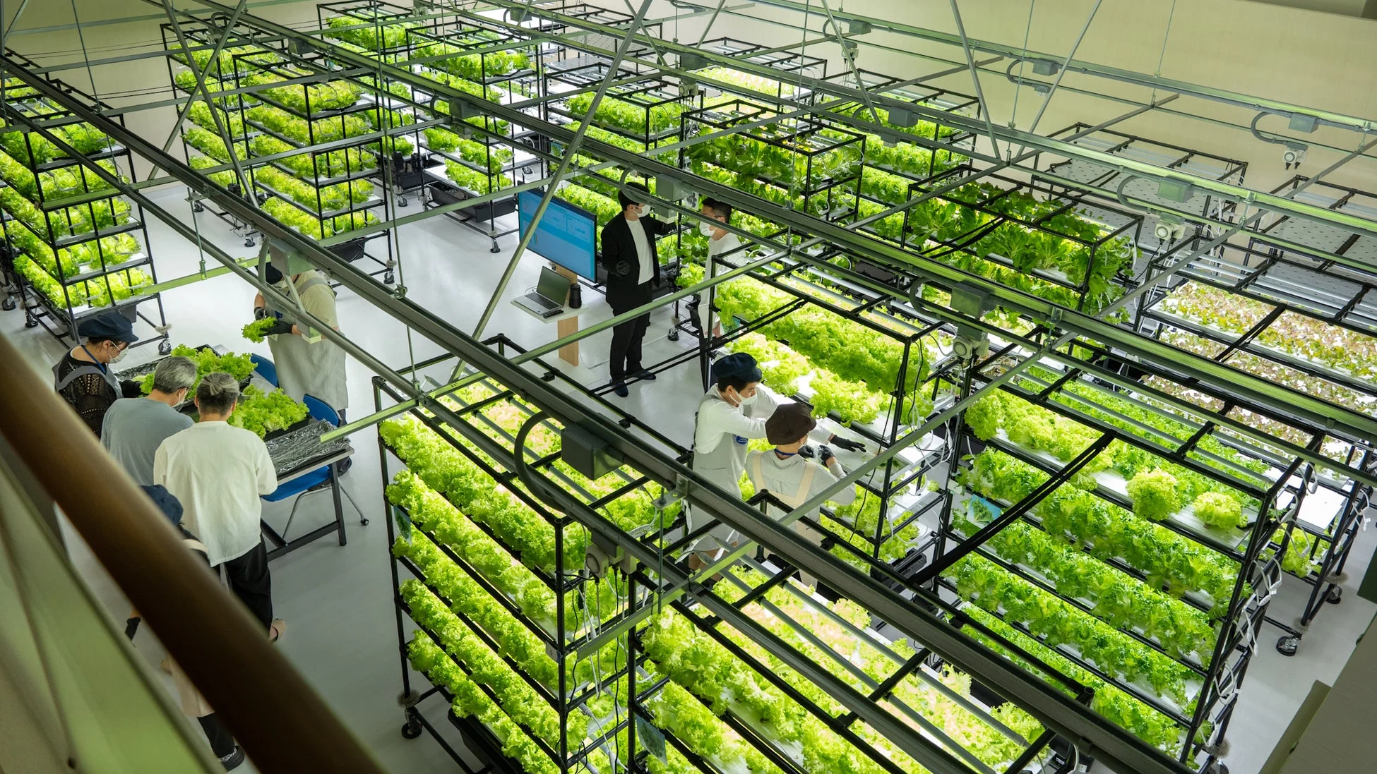 広大な屋内植物工場